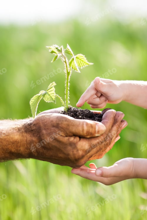 Preview: Young green plant against spring background