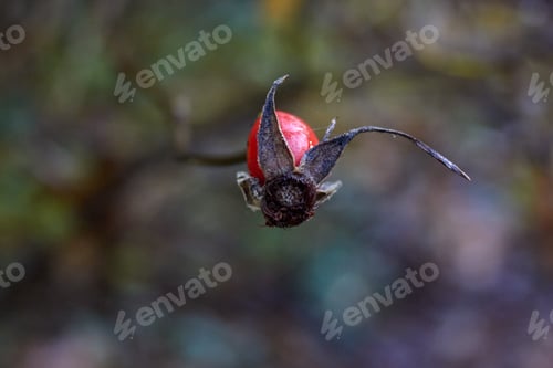 Preview: Red Rosehip