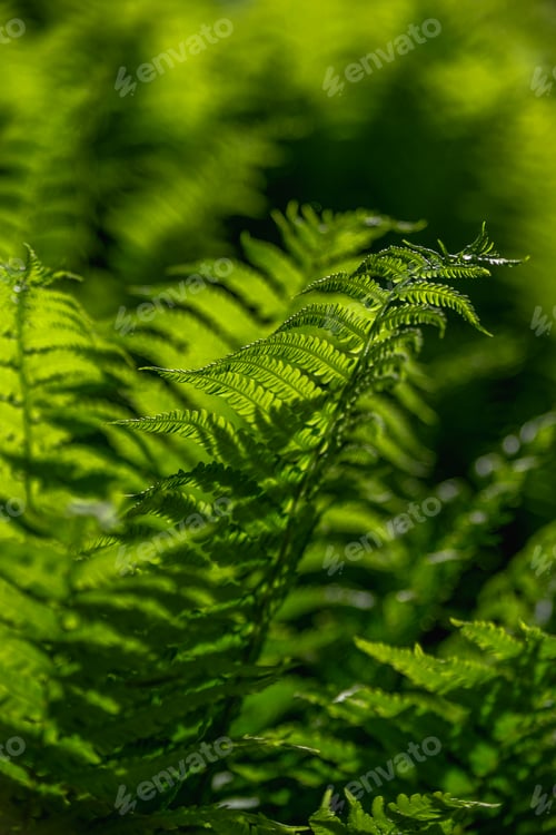Vista previa: Green leaves of a young fern. Plants aesthetics background.