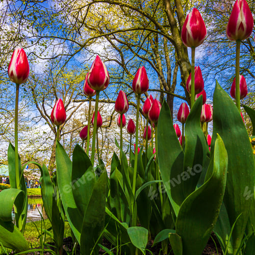 Preview: tulips flowers with green leaves in the park outdoor. beautiful flowers in spring