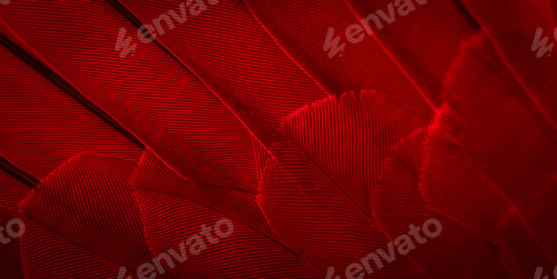 Preview: red feather pigeon macro photo. texture or background