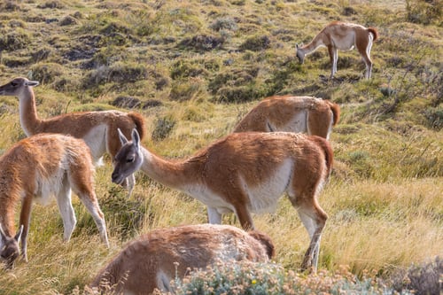 Preview: Guanaco