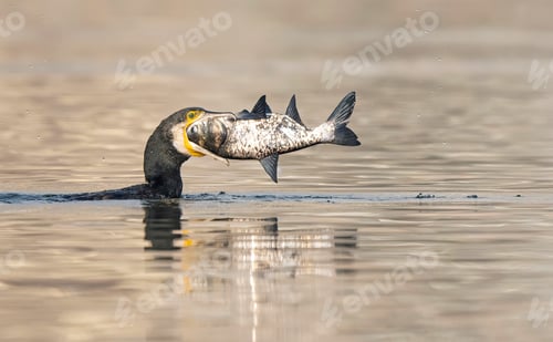 Preview: A male great cormorant