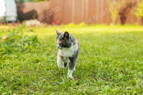 Preview: cute cat in the garden. Pets concept.