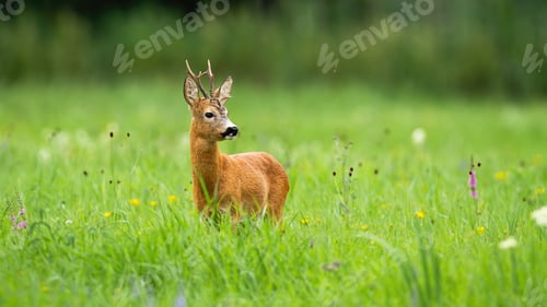 Preview: Roe deer buck standing on a green meadow and looking aside in summer nature