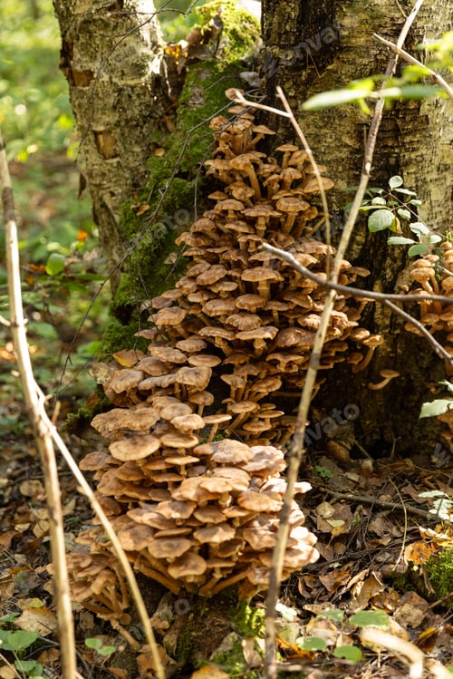 Preview: Honey mushrooms in the forest on a tree trunk