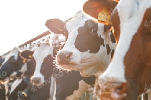 Preview: Black and white spotty cows on a farm