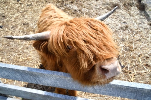 Preview: A shaggy long-haired Scottish Highland cow with horns looking over a fence