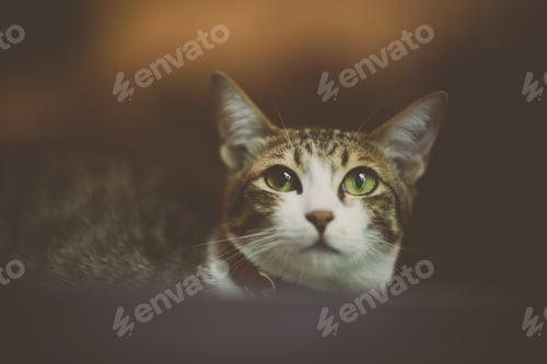 Preview: adopted domestic cat as indoor pet, cute cat at home, closeup cat's face, adorable kitten