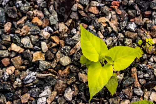 Preview: plant