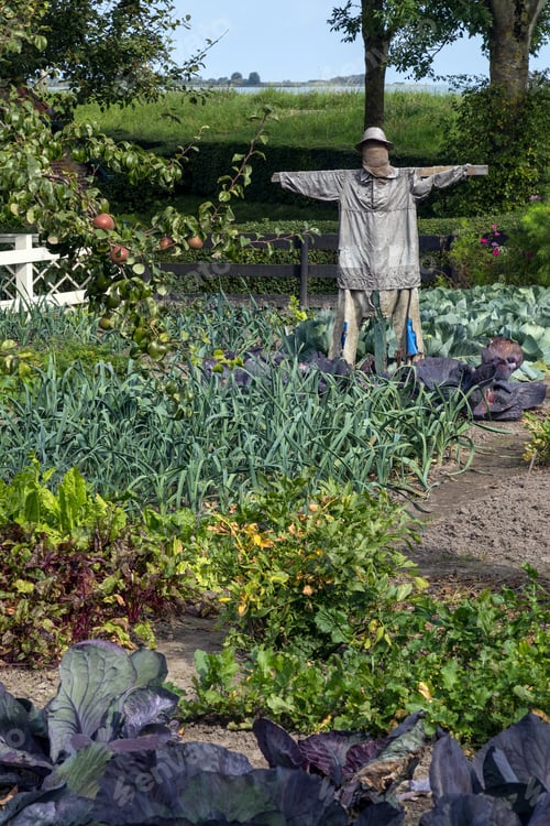 Preview: Scarecrow