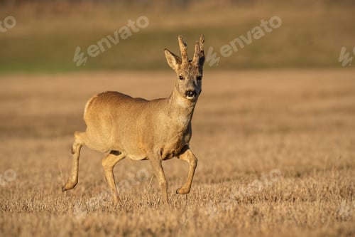 Preview: Roe deer buck in winter coating with antlers in velvet