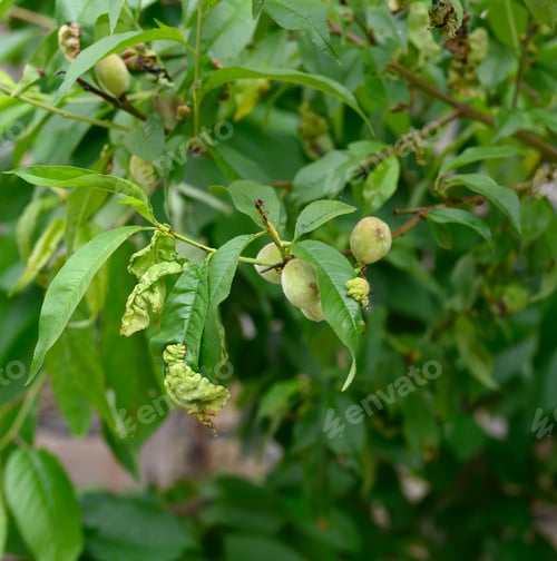 Preview: Green peach leaves spore-affected marsupial mushroom Taphrina deformans