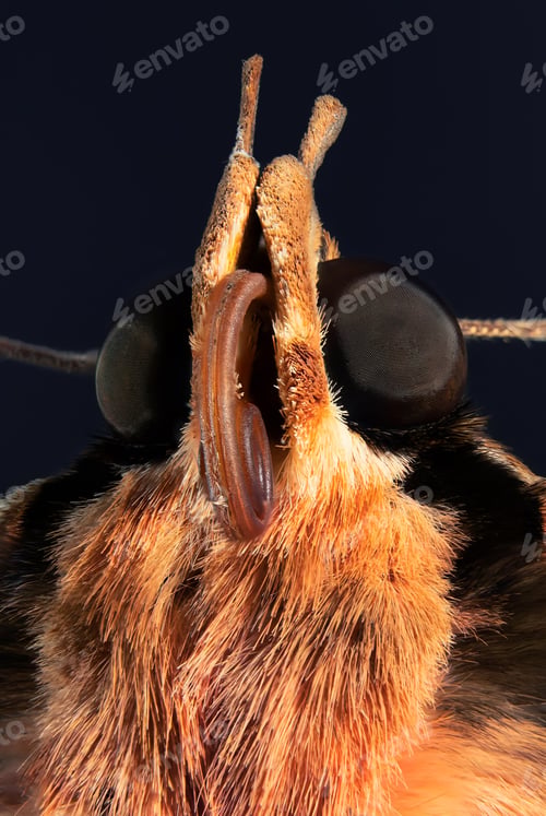 Preview: Vertical shot of a moth on a dark background