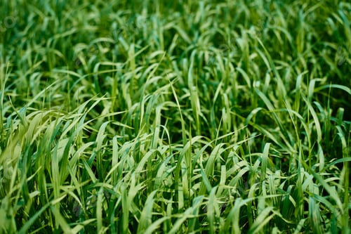 Preview: Field of the fresh green grass, soft focus. Abstract texture