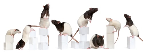 Preview: Collage of Fancy Rats, 1 year old, on boxes in front of white background