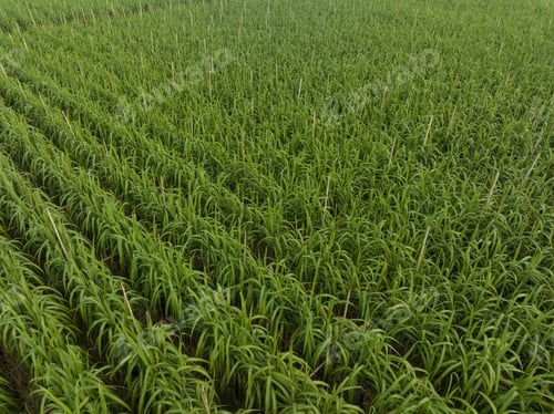Preview: Aerial view of sugarcane plants growing at field