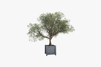 Preview: Olive tree in square planter