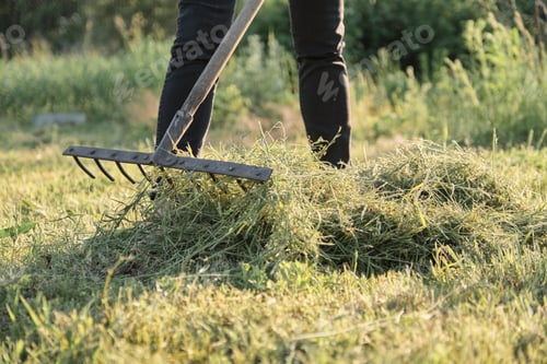 Preview: Woman gathering freshly cut grass, spring summer season
