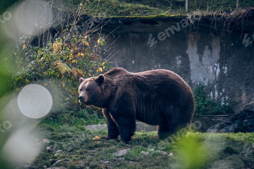 Preview: Wild bear in natural habitat