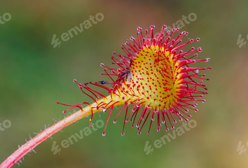 Preview: Detailed closeup view of a Sundew plant featuring vibrant red tentacles covered in dew drops