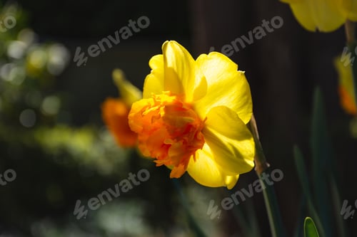Preview: Yellow daffodils close - up in the garden