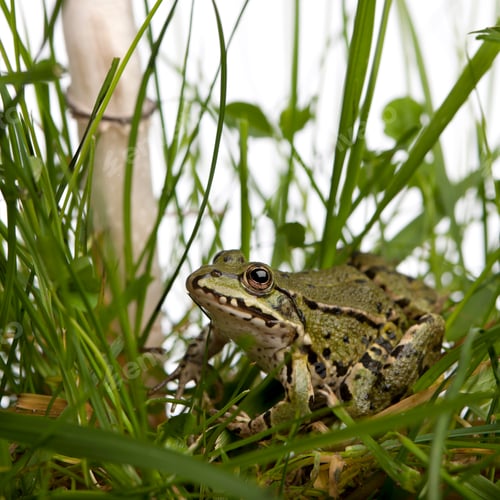 Preview: Common European frog or Edible Frog, Rana esculenta in grass, with mushroom