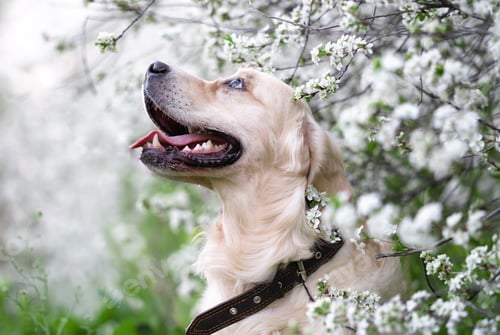 Preview: Golden retriever posing outdoors in spring on flowering trees.