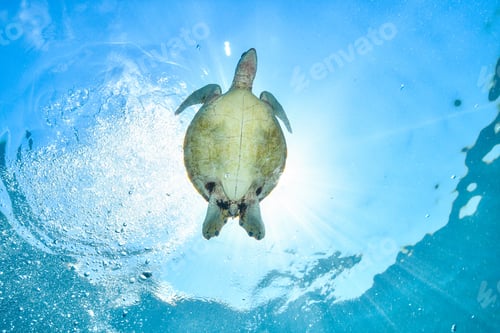 Preview: green turtle in the great barrier reef