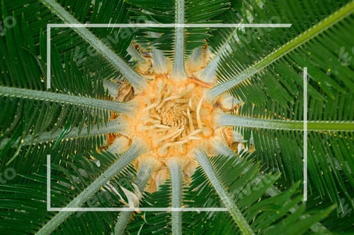 Preview: Creative layout, rosette of green palm leaves