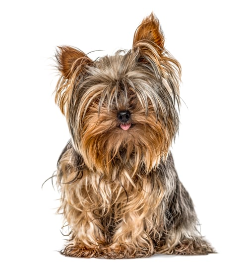 Preview: Yorkshire sitting and sticking tongue, isolated on white