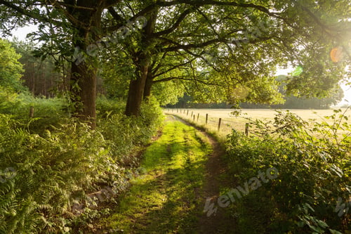 Preview: Green farm road in The Netherlands during sunrise