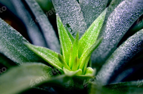 Preview: A Green Sprout of Tillandsia