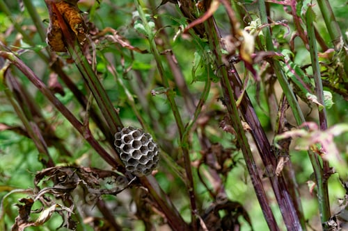 Preview: abandoned bumblebee honeycomb stuck in bushes
