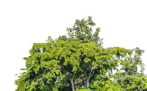 Preview: Tree isolated on white background.
