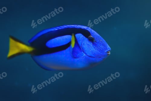 Preview: Royal Blue Tang (Paracanthurus hepatus) - Marine Fish