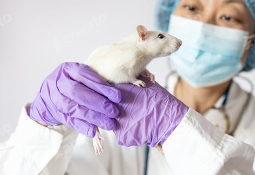 Preview: a white laboratory rat in the hands of a female scientist in blue rubber gloves. healtcare and medic