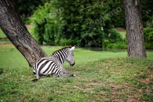 Preview: Animal close-up photography. Zebra in the wild.