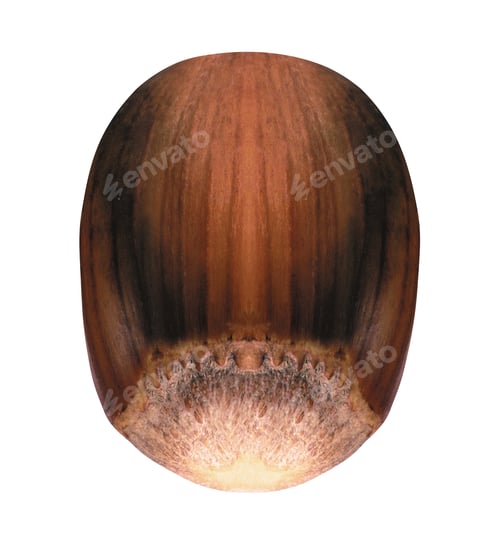 Preview: hazelnut isolated on white backround