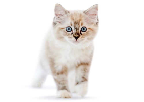 Preview: Ragdoll kitten isolated on white background