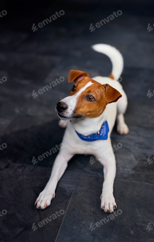 Preview: Cute Jack Russell dog on a black background