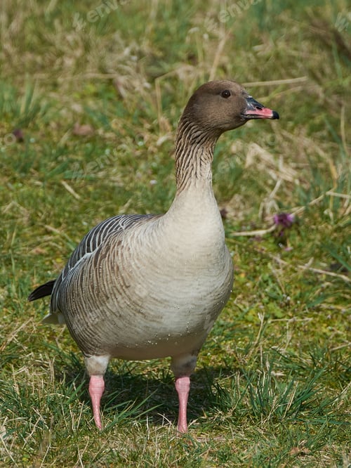 Preview: Pink-footed goose (Anser brachyrhynchus)