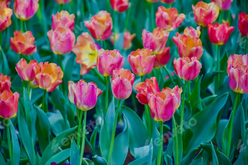 Preview: Tulip flowers for decoration, beauty, postcard and agricultural concept design