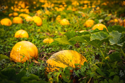 Preview: Closup of pumpkins on a field . Agriculture background