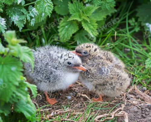 Preview: Newborn chicks of the Arctic tern take their first steps. North Sea. Firth of Forth. Scotland. UK