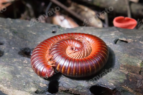 Preview: Millipede curl up in circles on logs.
