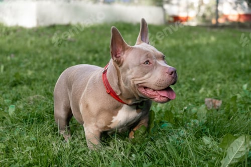 Preview: An American Bully dog happily explores a lush green yard under sunlight, displaying its friendly and