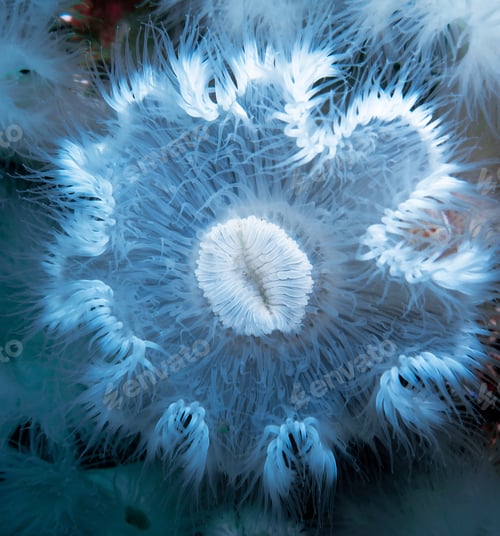 Preview: A Beautiful Picturesque underwater world