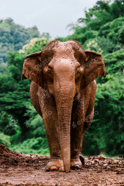 Preview: Asian Elephant in a nature at deep forest in Thailand