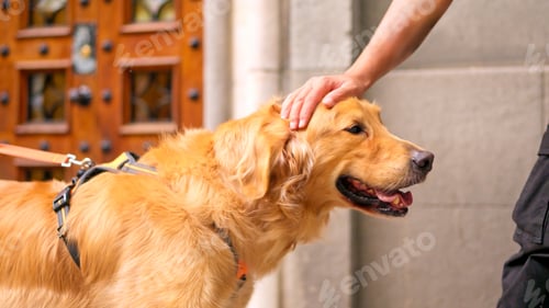 Preview: Golden retriever dog receiving petting from person outside